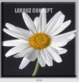 /album/photo-gallery-canvas-uri/decoratiuni-de-perete-canvas-lc-0376-jpg/